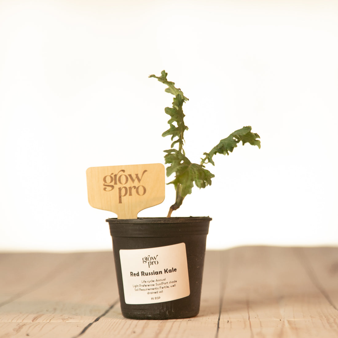 Red Russian Kale Seedling - Growpro Egypt