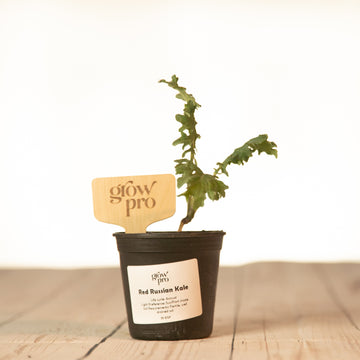 Red Russian Kale Seedling - Growpro Egypt