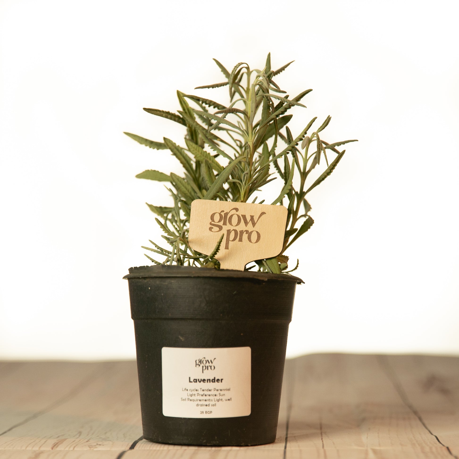 life cycle of a lavender plant Lavender Seedling (Lavandula angustifolia)