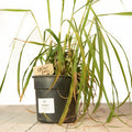 Lemongrass Plant - Growpro Egypt