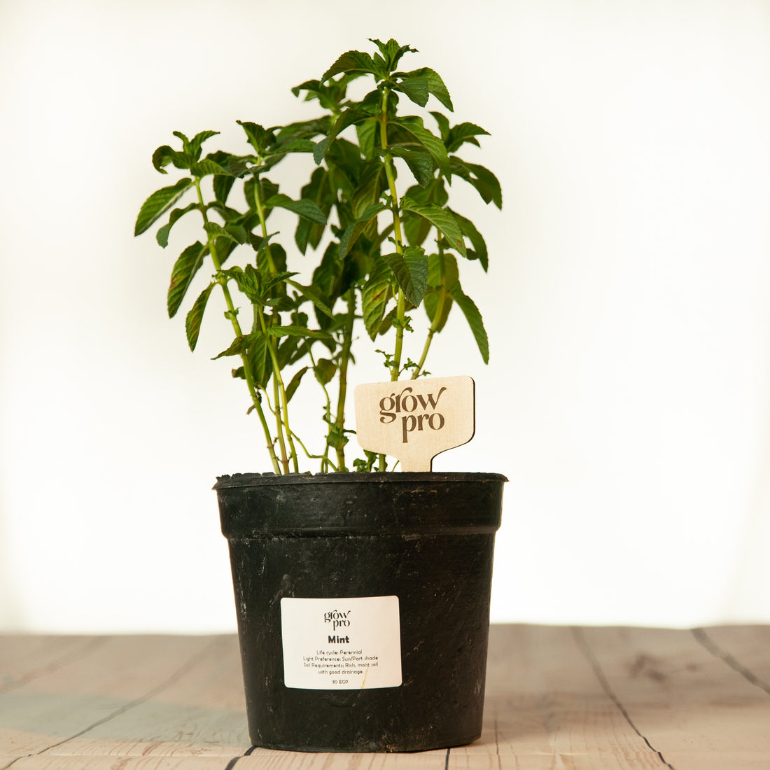 Mint Plant - Growpro Egypt
