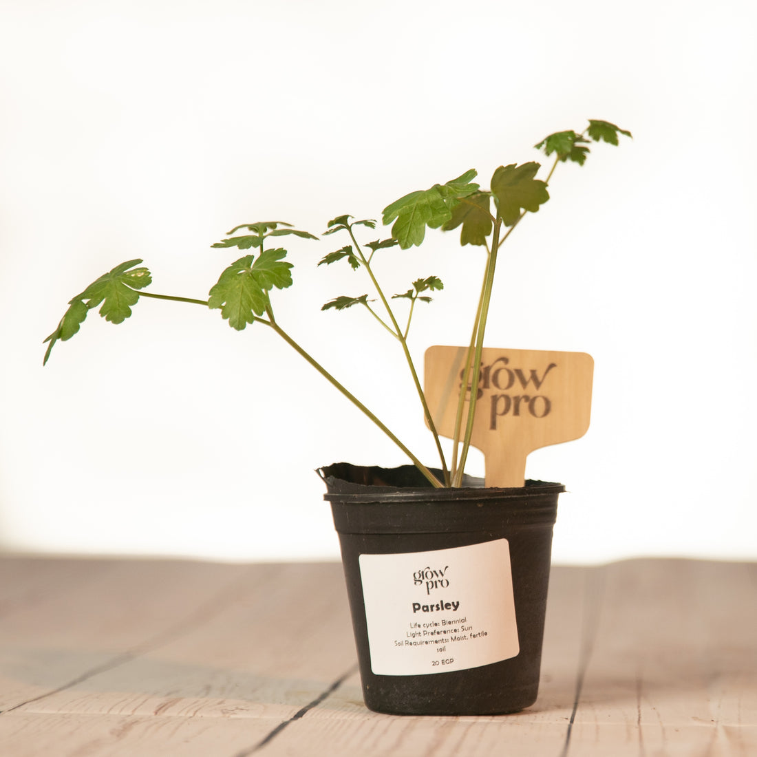 Parsley Seedling - Growpro Egypt