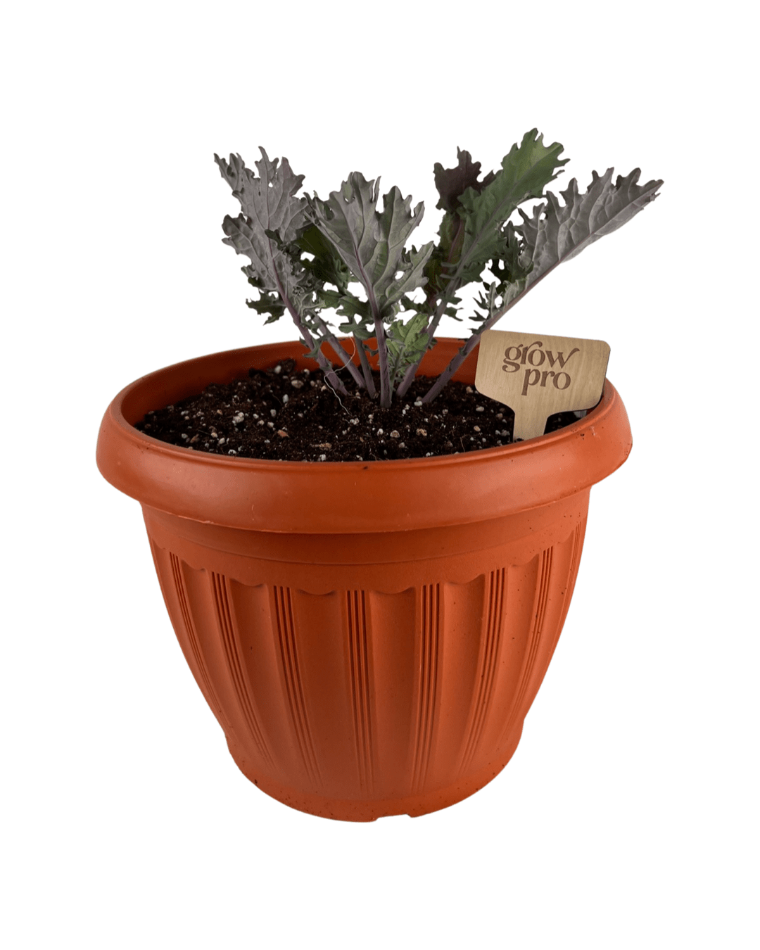 Red Russian Kale Seedling - Growpro Egypt