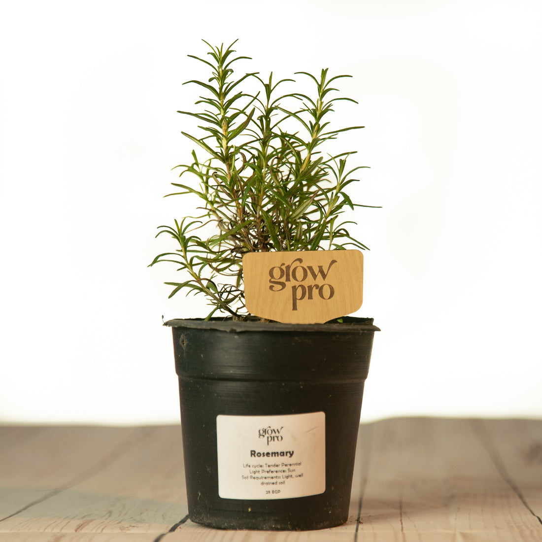 Rosemary Plant - Growpro Egypt