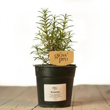 Rosemary Plant - Growpro Egypt