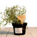 Thyme Plant - Growpro Egypt