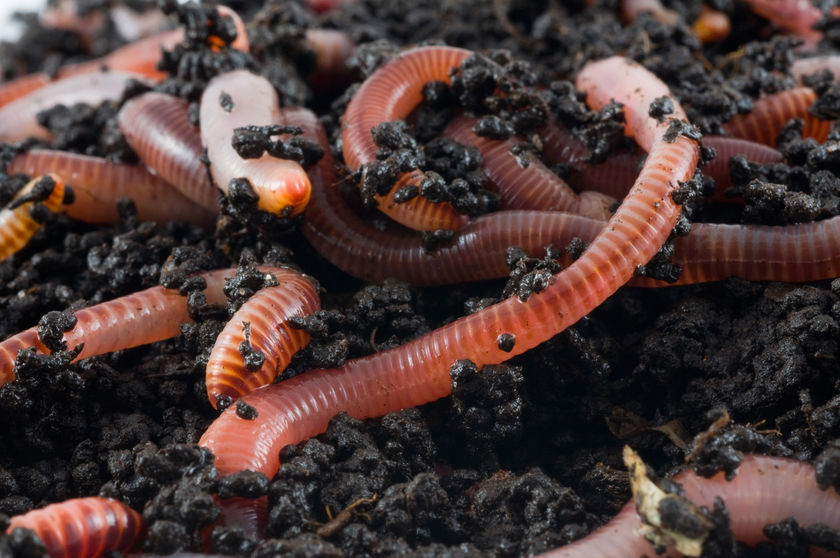 Red Wigglers - Growpro Egypt