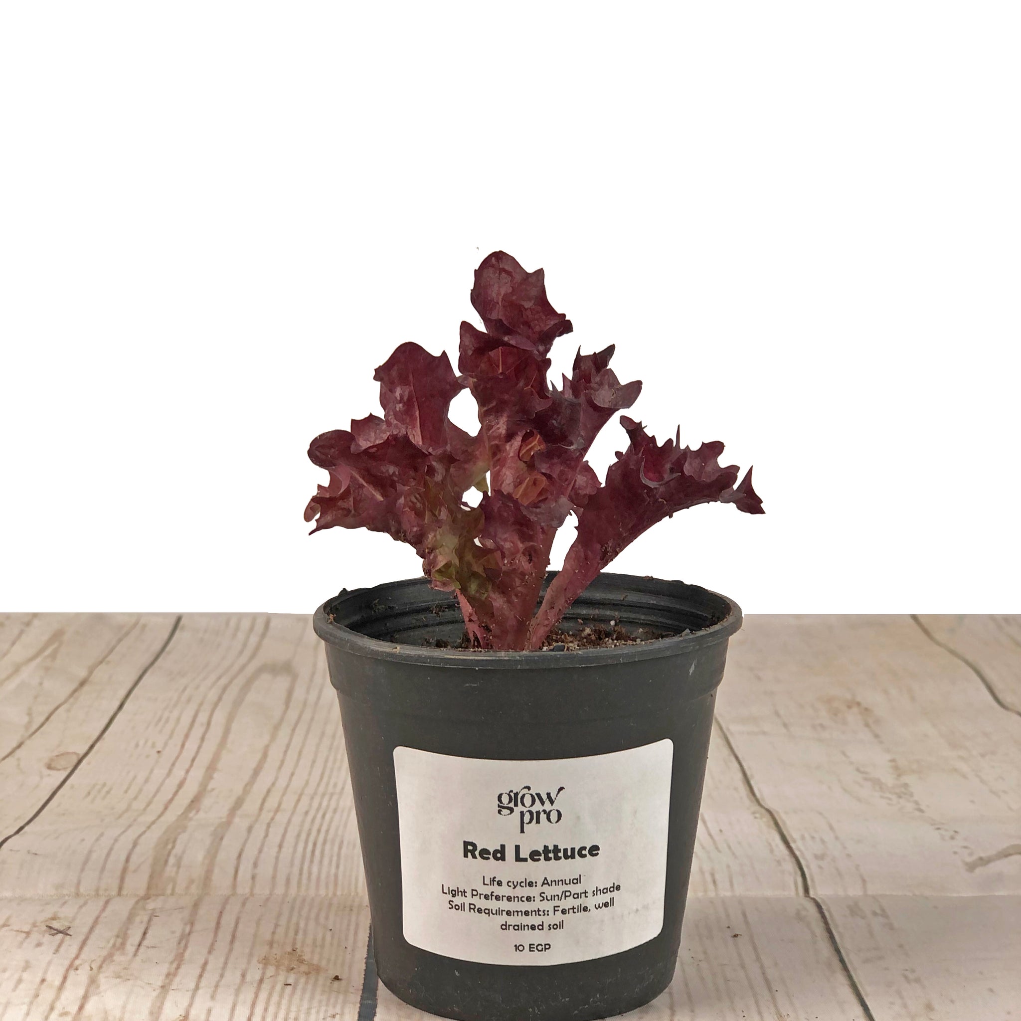 Red Lettuce