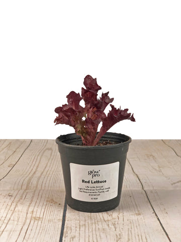 Red Lettuce