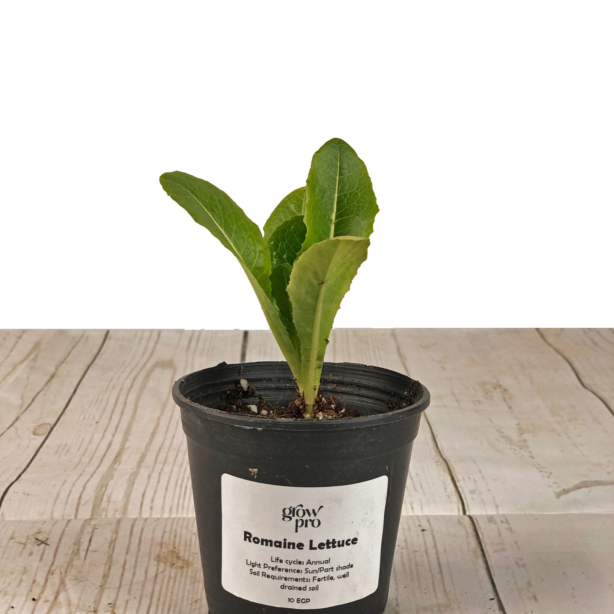 Romaine Lettuce Seedling
