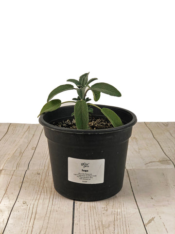 Sage Seedling